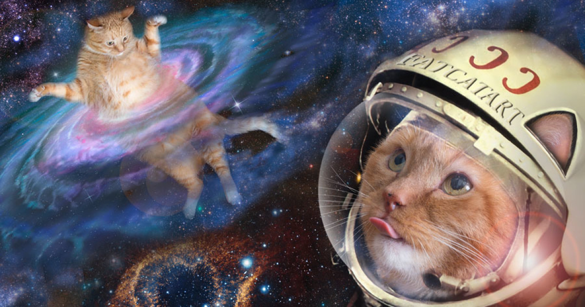 space cat toy