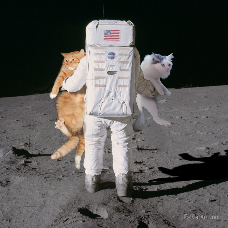 Cats on Moon | LaptrinhX / News