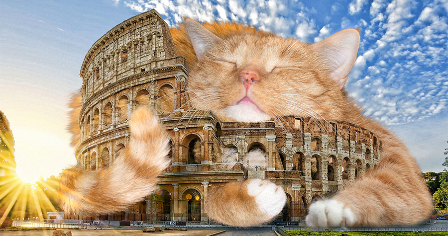 The Colosseum cat is colossal