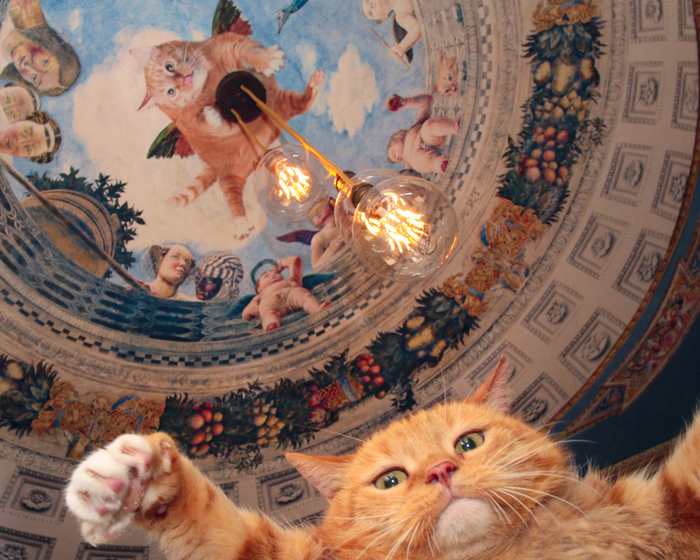 Zarathustra the Cat waves before the ceiling fresco "Andrea Mantegna, Oculus" in his flat