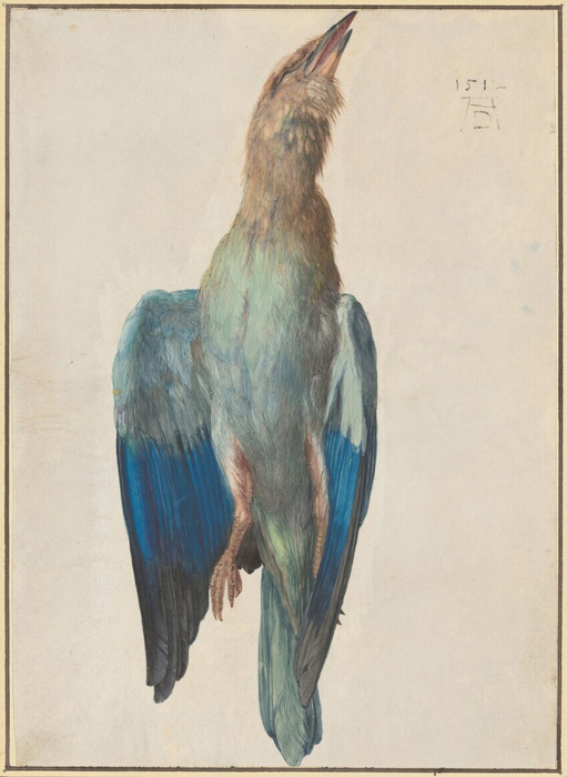 Albrecht Dürer, Tote Blauracke, the Albertina Museum colection
