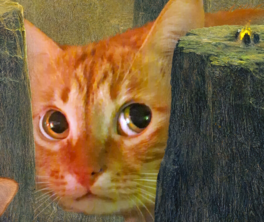 Zdzisław Beksiński, In Search of Lost Title, a giant cat's close-up